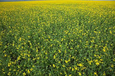 《星之海洋6 神圣力量》新情报 将推迟到6月下旬公布