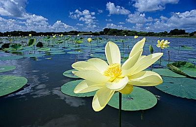 97%好评经典RTS《国家崛起：扩展版》Steam秋促17元